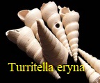 Turritella (Haustator) eryna, d'Orbigny 1852